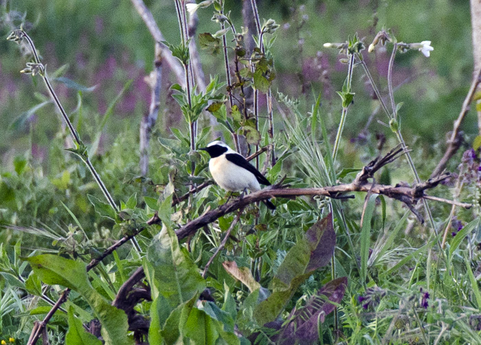 Culbianco e Monachella in migrazione